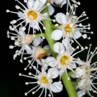 Cherry Laurel
